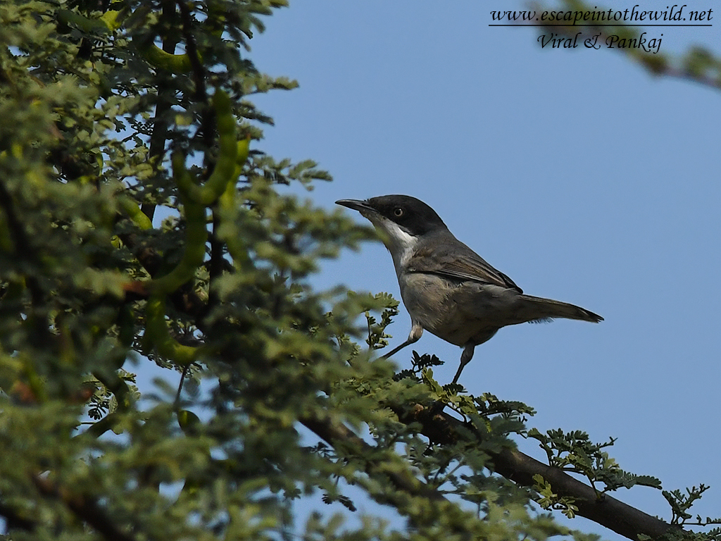 Orphean Warbler